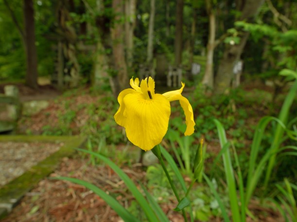 菖蒲と古関蹟碑