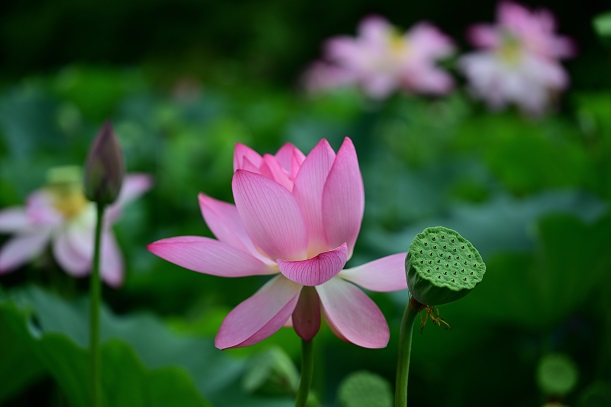 蓮の花 21世紀の森と広場