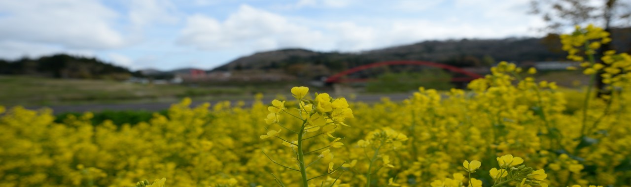 西会津の菜の花