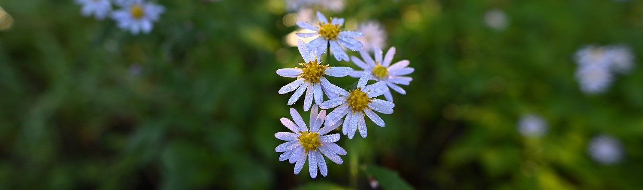 羽鳥湖高原 フランスギク