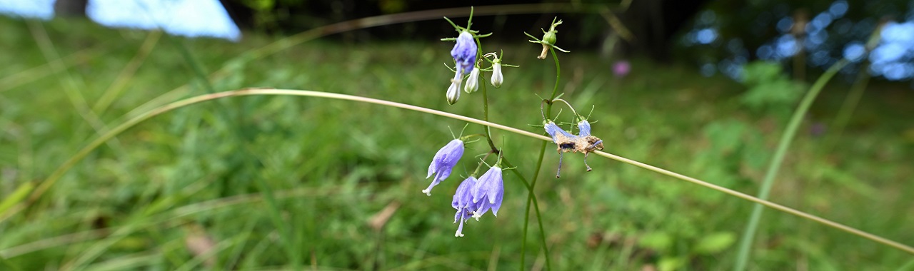 羽鳥湖高原 ホタルブクロ