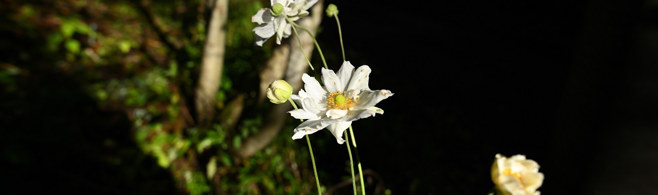羽鳥湖高原 ショウメイギク