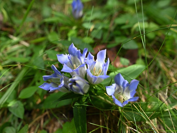 小さなリンドウ