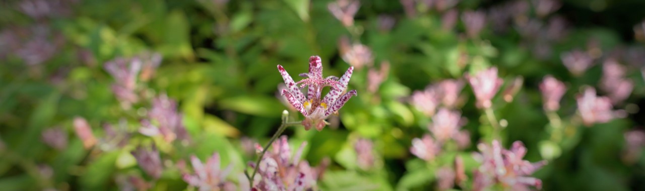 双樹亭のホトトギス