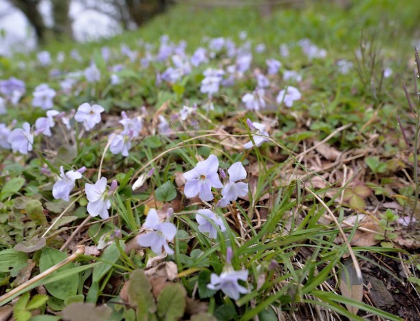 山頂のスミレサイシン