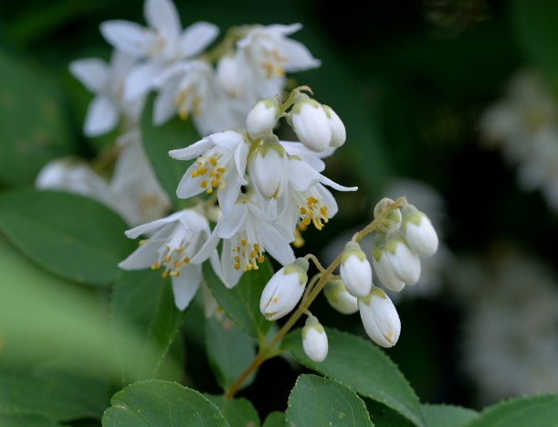 卯の花のつぼみ