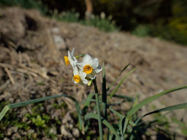 陽だまりの水仙