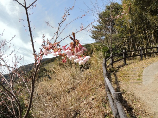 2月の早桜