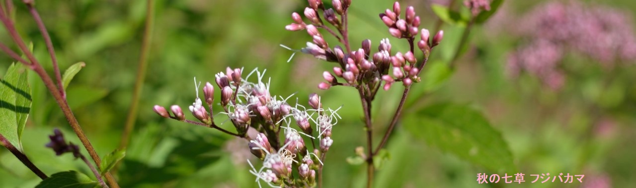 秋の七草 フジバカマ
