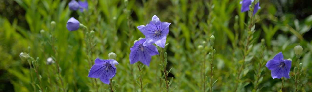 小鹿野町 寺の桔梗