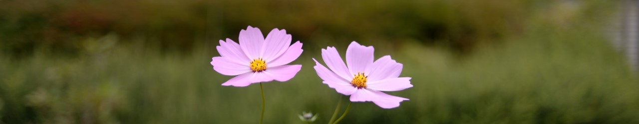 唐津の花入れ Top
