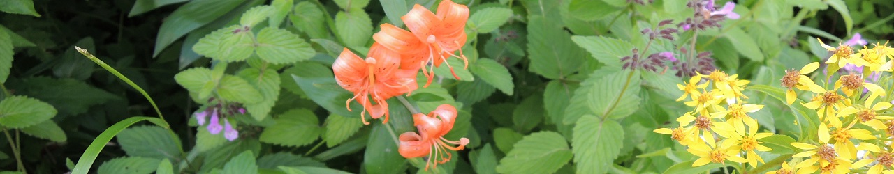 飯豊の花のトップ画像2