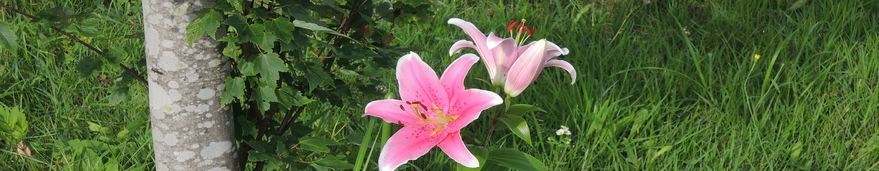 飯豊の花のトップ画像3