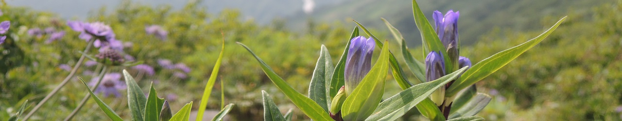 飯豊の花のトップ画像4