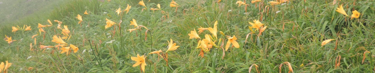 飯豊の花のトップ画像5