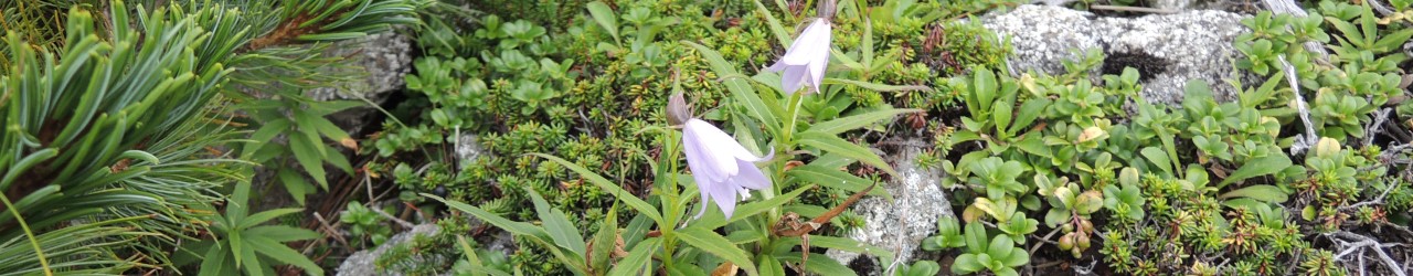飯豊の花のトップ画像6