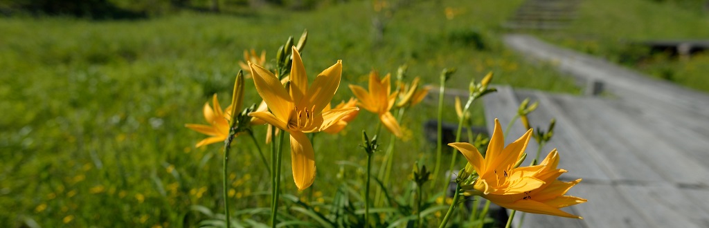 ニッコウキスゲ