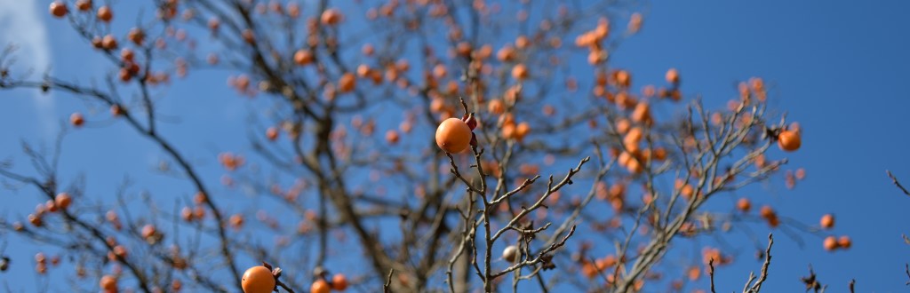 柿 11月