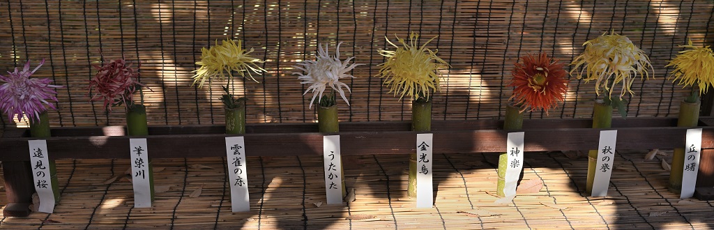 菊合わせの展示
