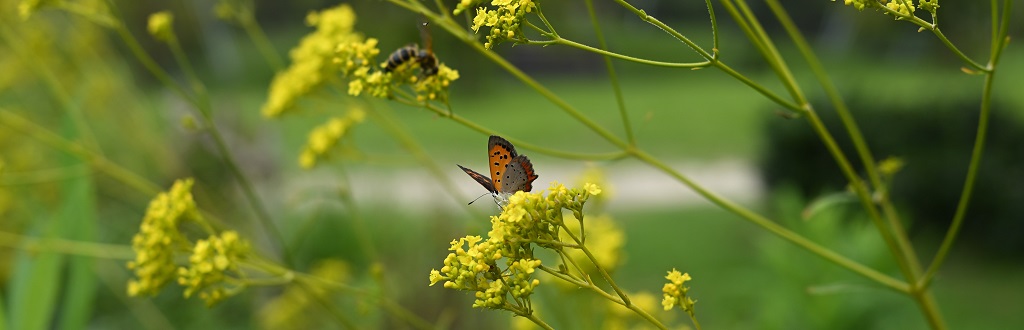 女郎花とベニシジミ