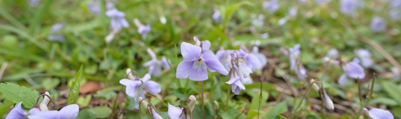 高鶴山のスミレサイシン