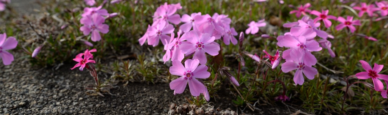 ５月の羽鳥湖高原