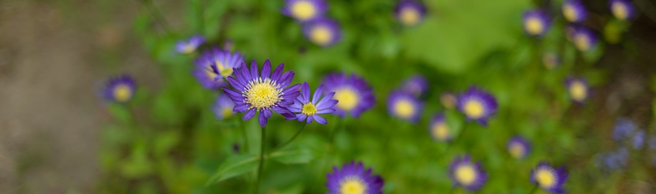６月の羽鳥湖高原